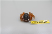 藏品(短指和尚蟹)的圖片